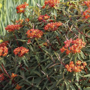 Garten-Wolfsmilch